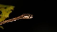 Aplopeltura boa