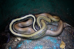 Coelognathus radiatus