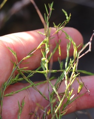 Coleonema juniperinum