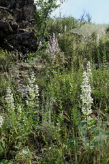 Salvia sclarea