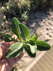 Physalis cinerascens spathulifolia