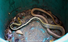 Coelognathus radiatus