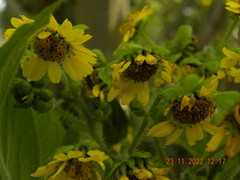 Smallanthus pyramidalis