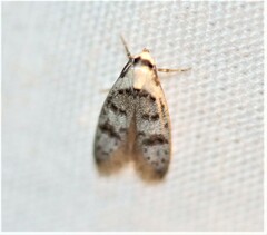 Scatochresis innumera