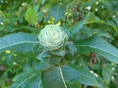 Rabdophaga strobiloides