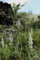 Salvia sclarea