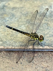 Chalcostephia flavifrons