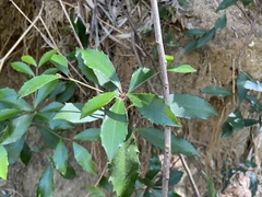 Ardisia cornudentata