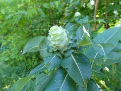 Rabdophaga strobiloides