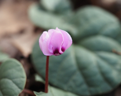 Cyclamen coum