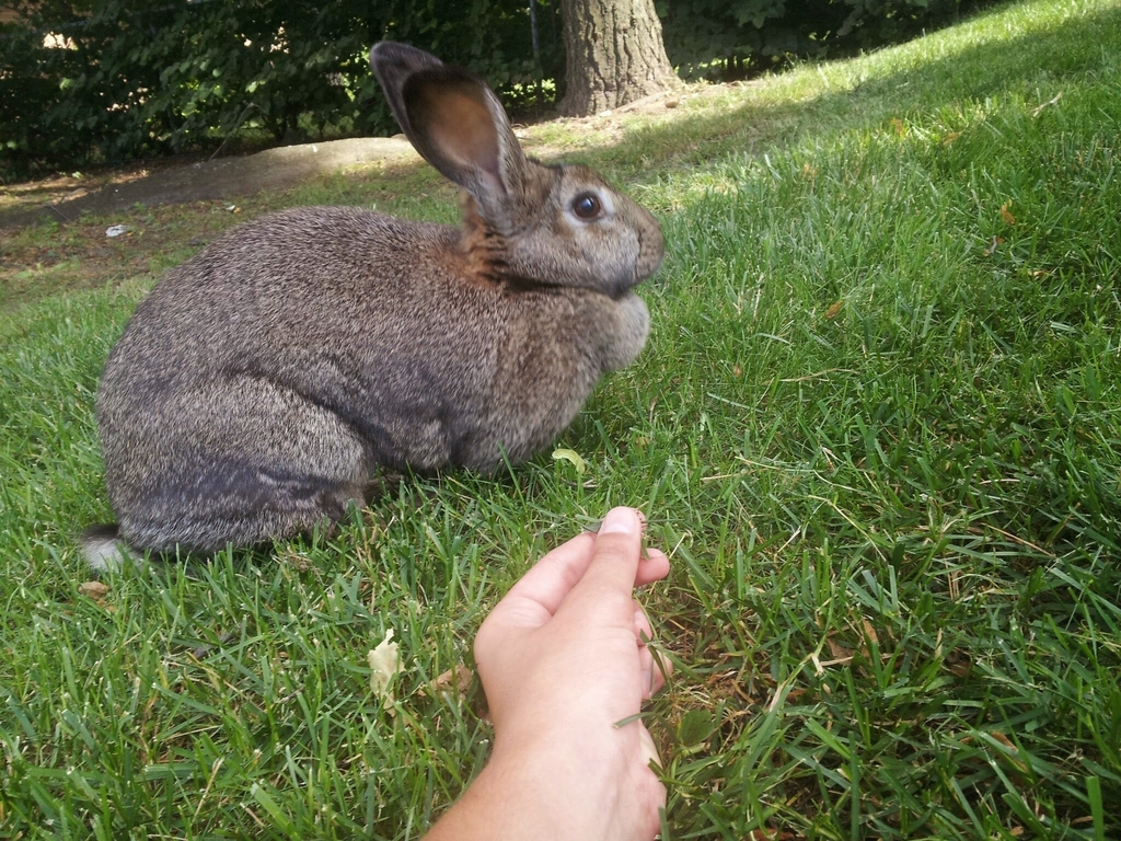 Domestic Rabbit from 1318 Robie St, Halifax, NS B3H 3E2, Canada on ...