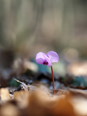 Cyclamen coum