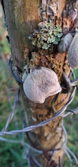 Auricularia nigricans