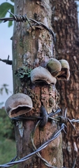 Auricularia nigricans