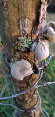 Auricularia nigricans