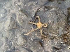 Macrophiothrix