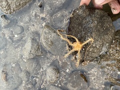 Macrophiothrix