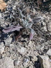Matthiola odoratissima