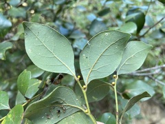 Lindera akoensis