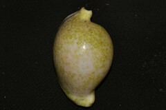 Ovula ovum