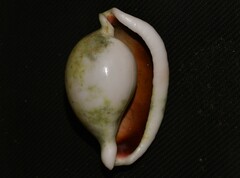 Ovula ovum