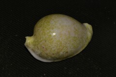 Ovula ovum