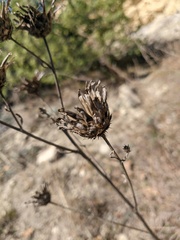 Centaurea orientalis