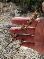 Silene densiflora
