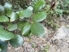 Lindera akoensis