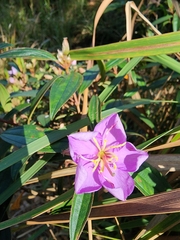 Melastoma malabathricum