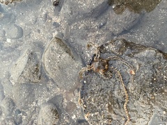 Macrophiothrix