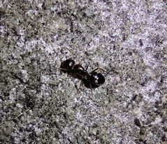 Camponotus sexguttatus