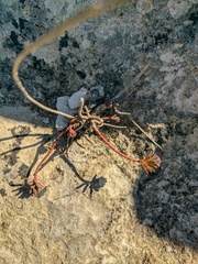 Euphorbia petrophila