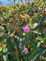 Melastoma malabathricum
