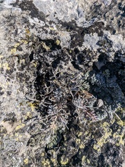 Seseli gummiferum