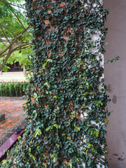Ficus pumila