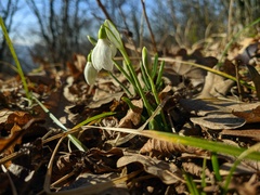 Galanthus plicatus