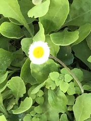 Erigeron procumbens