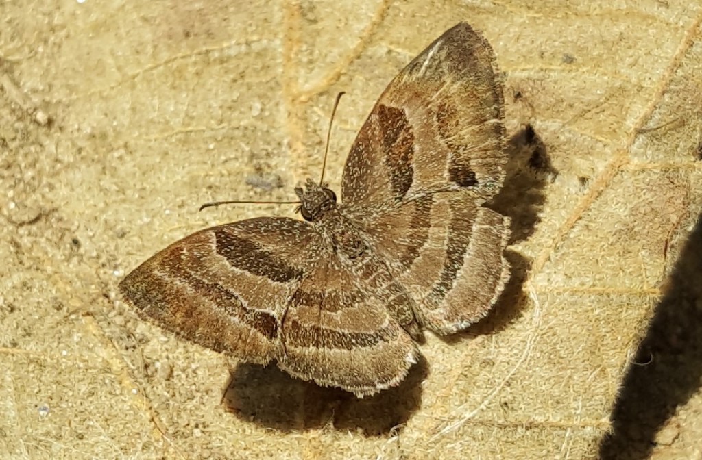 Trina geometrina