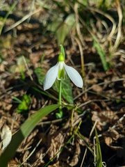 Galanthus plicatus