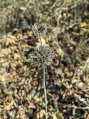 Clinopodium caucasicum
