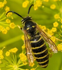 Dolichovespula norwegica