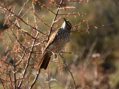 Certhilauda subcoronata