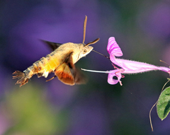 Macroglossum trochilus