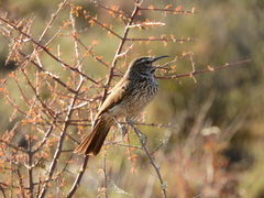 Certhilauda subcoronata