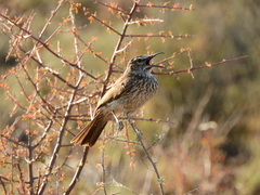 Certhilauda subcoronata