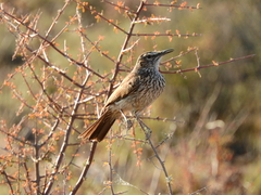 Certhilauda subcoronata