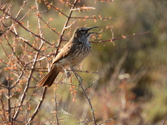 Certhilauda subcoronata