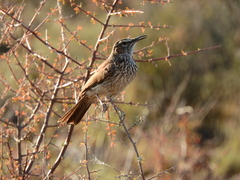 Certhilauda subcoronata