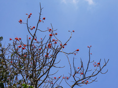 Erythrina